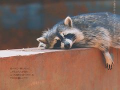 -昆明动物园
