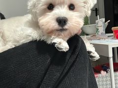 -翊宠yipet猫狗购宠庄园