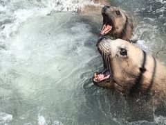 -西霞口神雕山野生动物世界