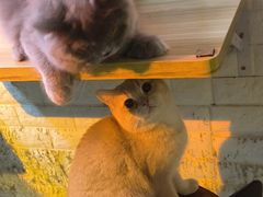 -平行世界·猫咖(首经贸店)