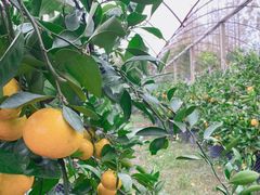 -前小桔亲子创意农场·草莓采摘·露营烧烤