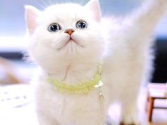 -十年猫舍·猫咪专门店(普陀店)