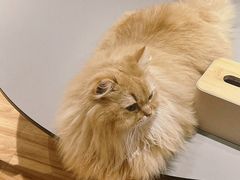 -MOCHA明星猫咖(田子坊店)