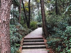 -铁山坪森林公园