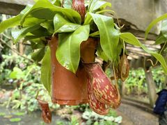 -中国科学院西双版纳热带植物园