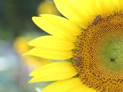 -光明小镇欢乐田园