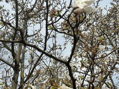 -上海共青森林公园