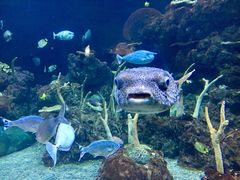 -西雅图水族馆