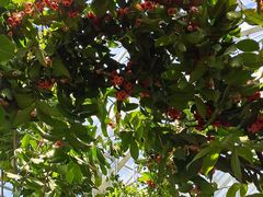 -北京植物园-展览温室