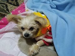 -爱派特动物医院·全科诊疗中心