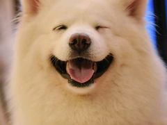 -PAWTOY爪e玩偶店(天兴罗斯福店)