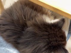 -楼上猫咖(罗湖店)