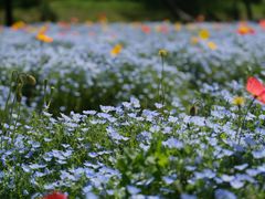 -上海滨江森林公园