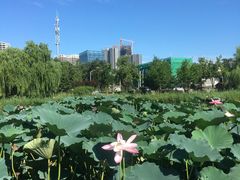 -西海子公园