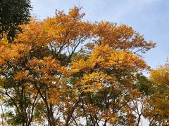 -上海滨江森林公园