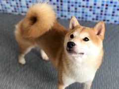 -柴源莊·柴小宠柴犬咖啡