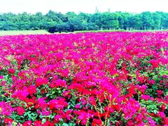 -西京湾花海
