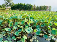 -滆湖低碳生态公园