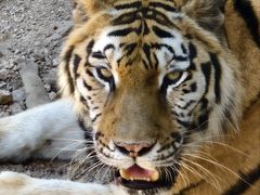 -西霞口神雕山野生动物世界
