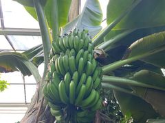 -呀路古热带植物园
