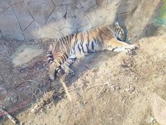 -大连森林动物园