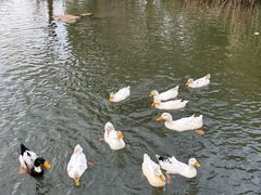 -新江湾城公园