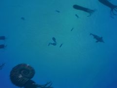 -海合安武汉极地海洋公园