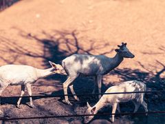 -沈阳森林动物园