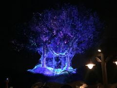 -奥兰多迪士尼动物王国乐园