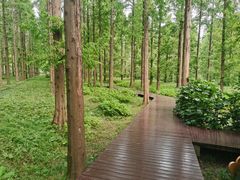 -黄海国家森林公园