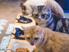 -咖法森林·咖啡  酒吧(天河店)