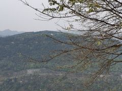 -铁山坪森林公园