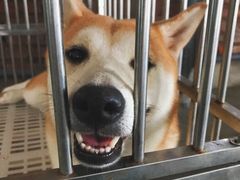 -柴犬高等学院·狗咖·柴犬售卖·宠物训练