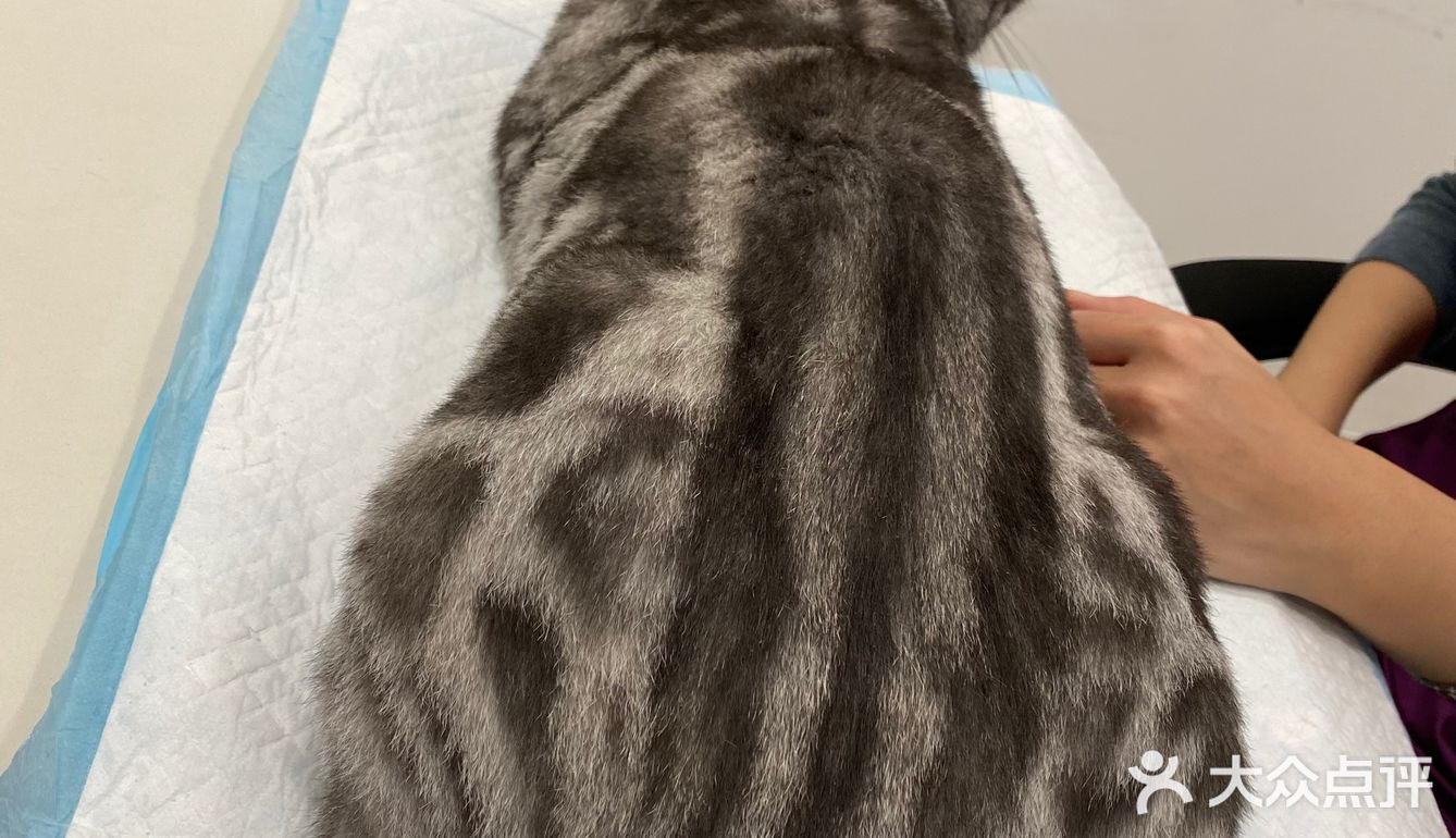 胖扑的打针日记