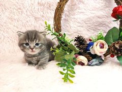 -十年猫舍·猫咪专门店(普陀店)