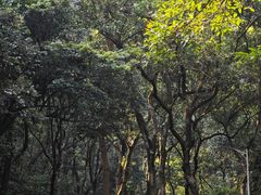 -火炉山森林公园