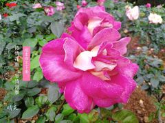 -人民公园(罗湖区)