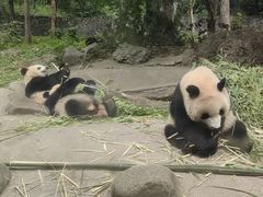 -都江堰中华大熊猫苑