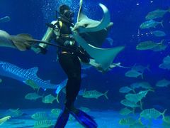 -烟台海昌鲸鲨海洋公园