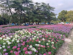 -上海滨江森林公园