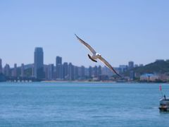-星海湾跨海大桥