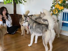 -Husky Go! 哈士奇体验馆·宠物咖啡厅狗咖
