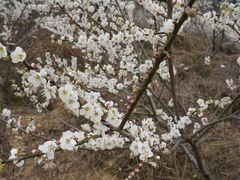 -广州市流溪河国家森林公园