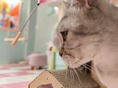 -猫宠乐园·专业洗护