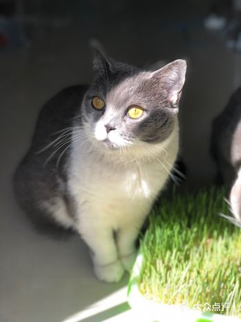 可从来没有发现过猫吃草。其实，猫有时候会自己找些草来吃