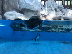 -帝企鹅自助餐厅•儿童岛•真企鹅(长隆企鹅酒店)