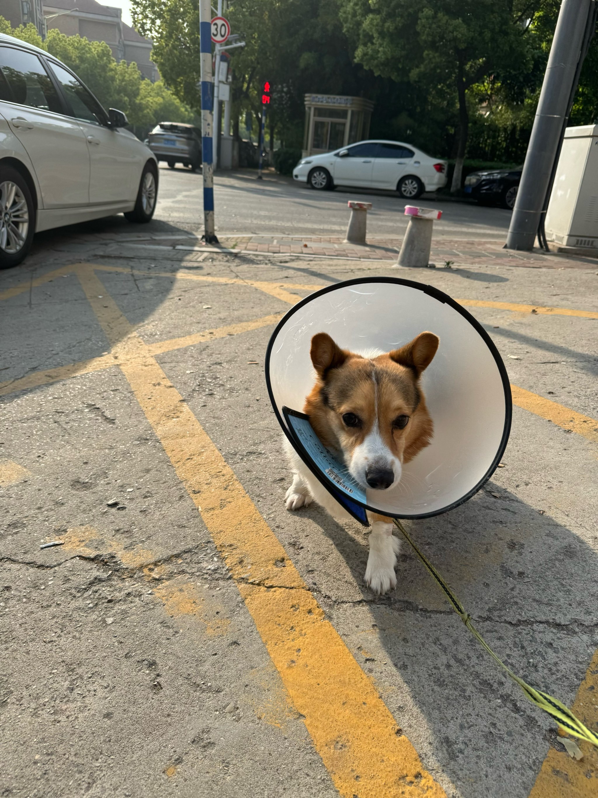 艾贝尔宠物医院·圣安