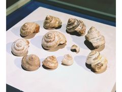 -青岛贝壳博物馆