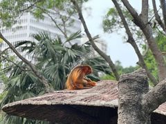 -深圳野生动物园
