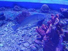 -上海大自然野生昆虫馆(东方明珠·爬宠昆虫探索中心)